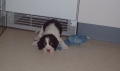 Engelsk springer spaniel_3