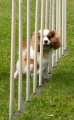 Cavalier king charles spaniel_2