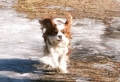 Cavalier king charles spaniel_1