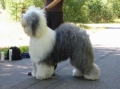 Old english sheepdog_1