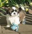 Shih tzu_3