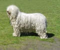 Komondor_1