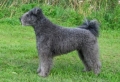 Pumi_2