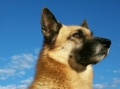 Hälleforshund_1
