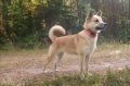Hälleforshund_3