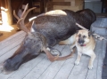 Hälleforshund_2