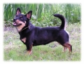 Lancashire heeler_1