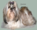 Shih tzu_2