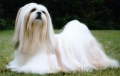 Lhasa apso_3