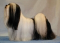 Lhasa apso_2