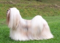 Bild på Lhasa apso