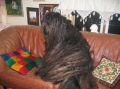 Bergamasco_1