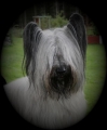 Skyeterrier_3