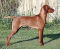 Ungersk vizsla, korthårig_3