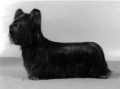 Skyeterrier_1