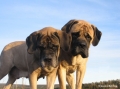 Mastiff_3