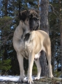 Mastiff_2