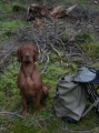 Ungersk vizsla, korthårig_2