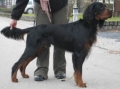 Gordonsetter_1