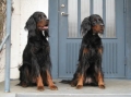 Gordonsetter_3