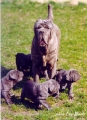 Mastino napoletano_3