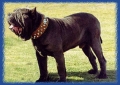 Mastino napoletano_2