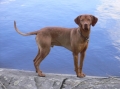 Bild på Ungersk vizsla, korthårig