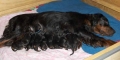 Gordonsetter_1