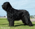 Briard_3