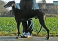 Galgo espanol_1