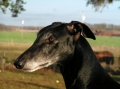 Galgo espanol_3
