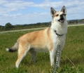 Bild på Norsk lundehund