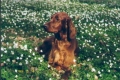 Irländsk röd setter_1