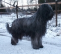 Briard_1