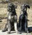 Riesenschnauzer_1