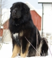 Tibetansk mastiff_3