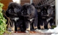 Bild på Tibetansk mastiff