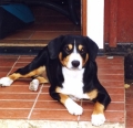 Entlebucher sennenhund_1