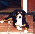 Bild på Entlebucher sennenhund