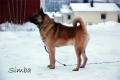 Hälleforshund_1