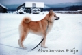 Hälleforshund_3