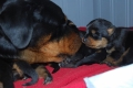 Rottweiler_2