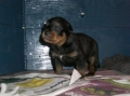 Rottweiler_1