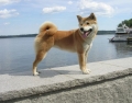 Shiba_2