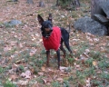Bild på English toy terrier