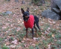 English toy terrier_1