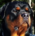 Rottweiler_3