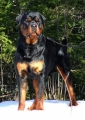 Rottweiler_2