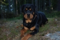 Rottweiler_1