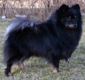 Tysk spets_2